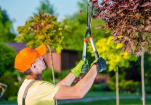 West Jordan Tree Service